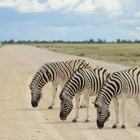 Etosha Village Okaukuejo Exterior foto