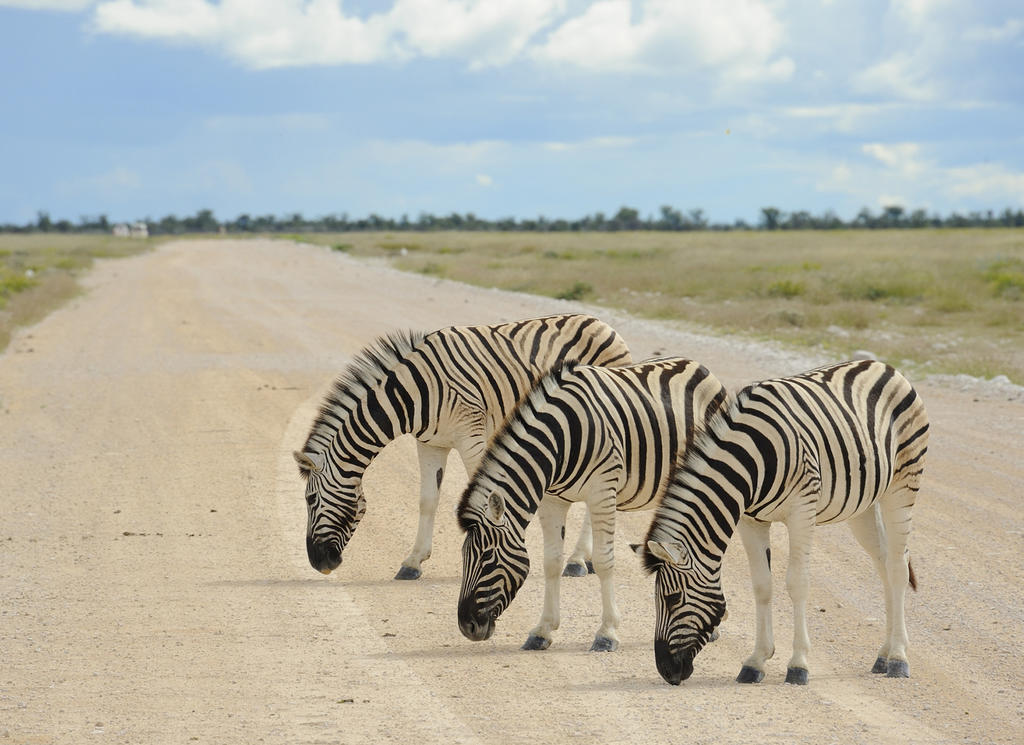 Etosha Village Okaukuejo Exterior foto