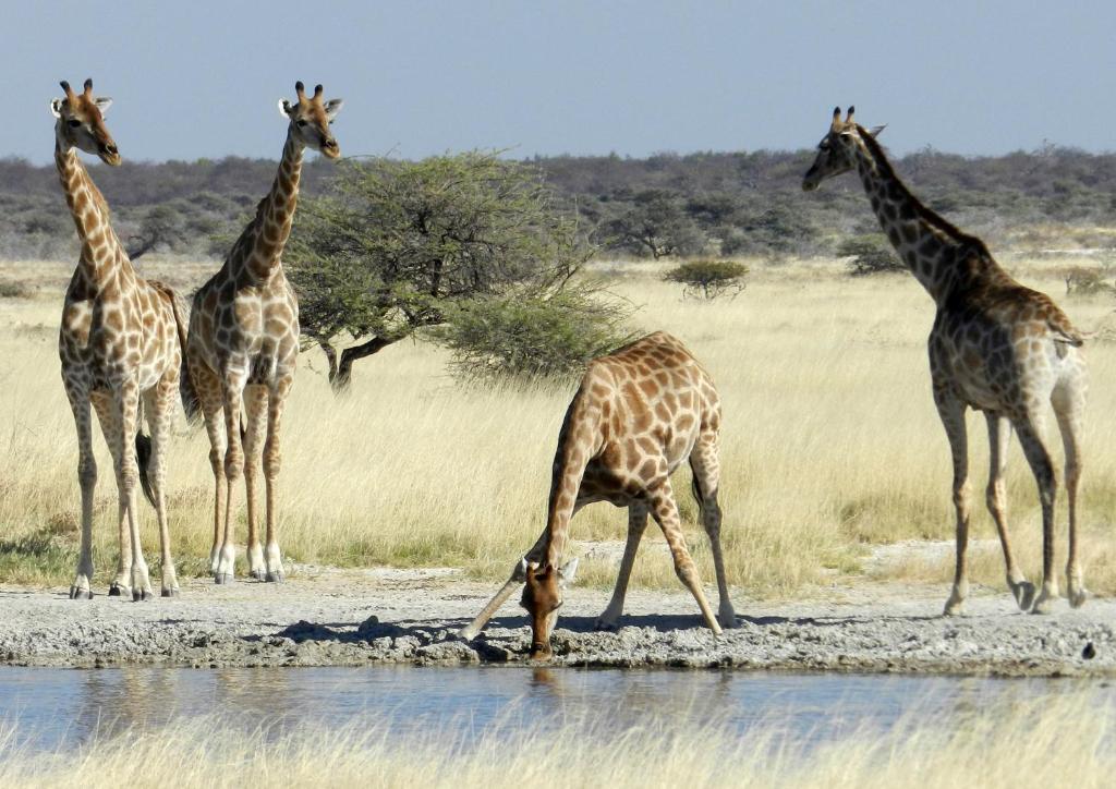 Etosha Village Okaukuejo Exterior foto